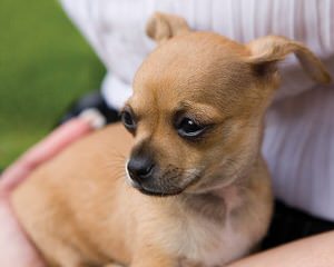 Animal Haus Chihuahuas- Specializing In Akc Chihuahuas For Over 27+ Years! - Dog and Puppy Pictures