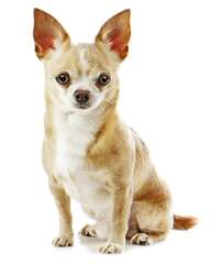 Kimberlys Chihuahuas - Dog Breeders