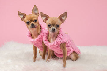 Tiny Female Chihuahua - Dog and Puppy Pictures