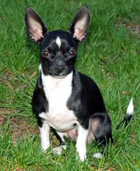 Nicodemis Johnson Chihuahua - Dog Breeders