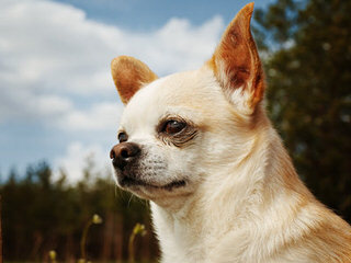 K&K Chihuahua’s - Dog Breeders