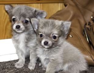 Scotts Puppy Palace - Dog Breeders