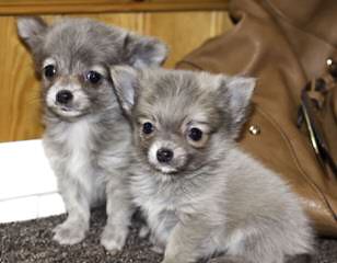 Beata Female Chihuahua - Dog Breeders