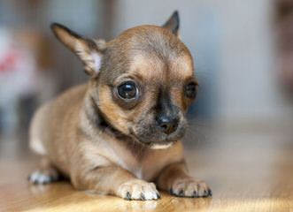 Long Haired Chihuahuas - Dog and Puppy Pictures