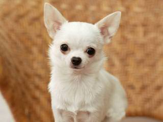 Umpqua Valley Kennels ~ Chihuahuas - Dog Breeders