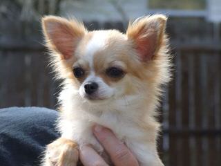 Rock N Ff Chihuahuas - Dog and Puppy Pictures