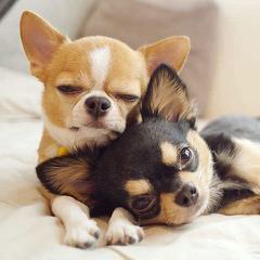 Guichon’s Chihuahuas - Dog and Puppy Pictures