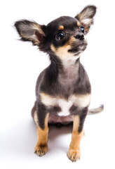 Fashionista Chihuahuas - Dog Breeders