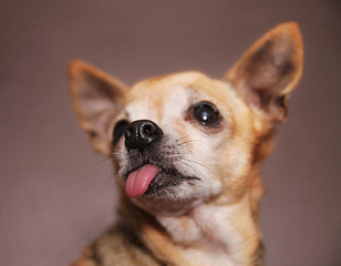 Teeniepaws Chihuahuas - Dog Breeders