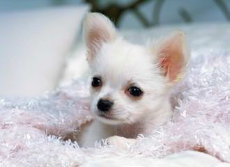 Fashionista Chihuahuas - Dog and Puppy Pictures