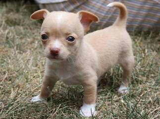 Chihuahuas Wee Love - Dog Breeders