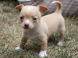 Long Haired Merle Chihuahua Puppies - Dog and Puppy Pictures