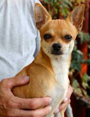 Amber 3Yr Chihuahua - Dog Breeders