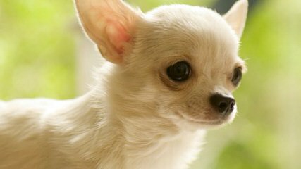 Real Mccoy Akc Chihuahuas - Dog and Puppy Pictures