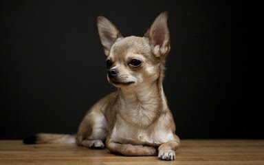 Beata Female Chihuahua - Dog and Puppy Pictures