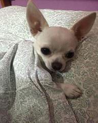 Umpqua Valley Kennels ~ Chihuahuas - Dog and Puppy Pictures