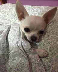 Chocalate Stud Chihuahua - Dog Breeders