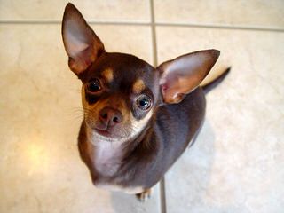 Love A Chihuahua, It Will Brighten Your Day! - Dog and Puppy Pictures