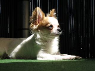 Precious Paws Of Texas -Teeny,Tiny Chihuahuas - Dog and Puppy Pictures