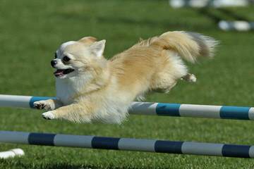 Umpqua Valley Kennels ~ Chihuahuas - Dog Breeders