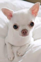 Chihuahua Puppies - Dog Breeders