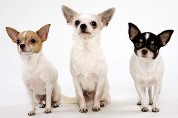 Chihuahua - Dog and Puppy Pictures