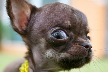 Chihuahuas Wee Love - Dog Breeders