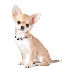 Chihuahua At Stud - Dog Breeders