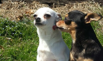 Litter Trained Reg. Chihuahua Long Coat Puppies - Dog Breeders