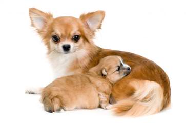 Kimberlys Chihuahuas - Dog and Puppy Pictures