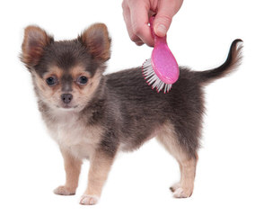 Pocket Pet Puppies - Dog Breeders