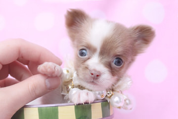 Colorful Chihuahua’s - Dog and Puppy Pictures