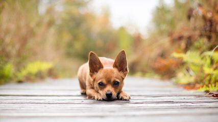 Chipin Pups In Michigan - Dog Breeders