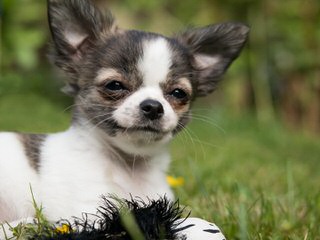 Beata Female Chihuahua - Dog and Puppy Pictures