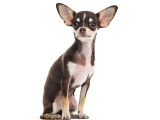 Misti’s Chihuahuas - Dog and Puppy Pictures