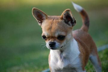 BonBon Chihuahuas - Dog Breeders