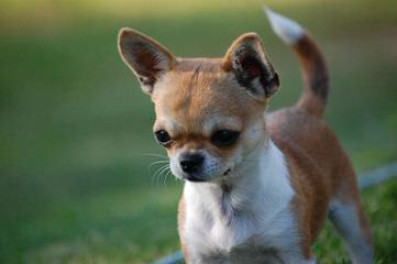 Teeniepaws Chihuahuas - Dog Breeders