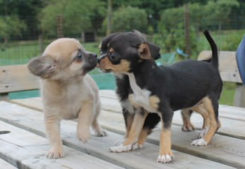 Simesh Kennels – Quality Chihuahua’s & English Mastiffs - Dog and Puppy Pictures