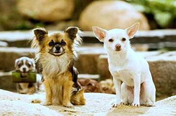 Nicodemis Johnson Chihuahua - Dog and Puppy Pictures