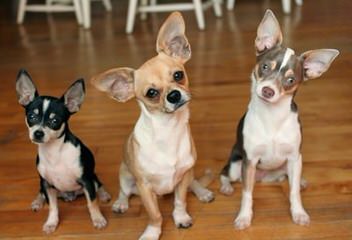 Haysee’s Chihuahuas - Dog and Puppy Pictures