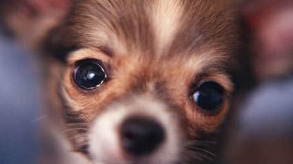 Puppies! Chihuahuas, Mixes, Toy Poodles, Japanese Chin - Dog Breeders