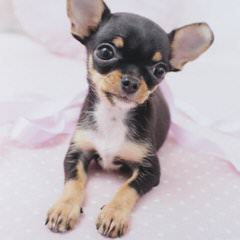 Tiny Female Chihuahua - Dog Breeders