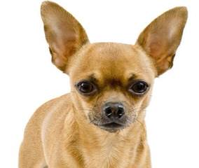 Jones Chihuahuas - Dog Breeders