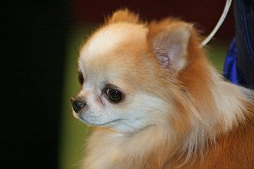 Long Haired Merle Chihuahua Puppies - Dog Breeders