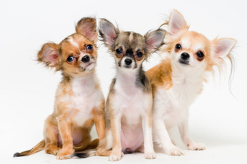 COUNTRY HOMES PRECIOUS PUPS - Dog Breeders