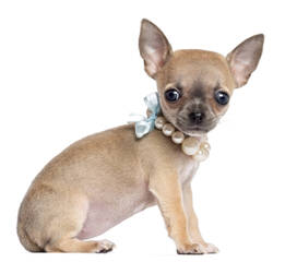 Cathy’s Charming Chihuahuas - Dog Breeders