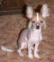 Chocalate Stud Chihuahua - Dog and Puppy Pictures