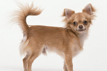 Munchkinland Chihuahuas - Dog Breeders