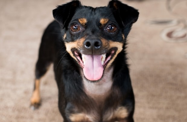 Chiweenie Dogs and Puppies