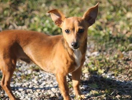 Chiweenie Dogs and Puppies